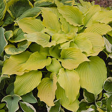 Хоста Fried Bananas (Фрайд Бененас)