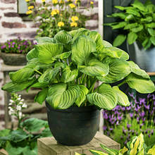 Хоста Guacemole (Гуакамоле) кореневище