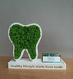 Подарунок стаматологу. Зуб з мохом на підставці з візитницею, фото 5