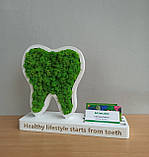 Подарунок стаматологу. Зуб з мохом на підставці з візитницею, фото 9