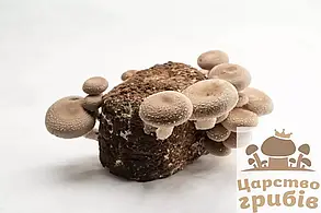 Шиітаке свіжі (Lentinula Edodes)