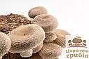 Шиітаке свіжі (Lentinula Edodes), фото 3