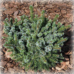 Ялина сербська Фронлейтен (Frohnleiten)