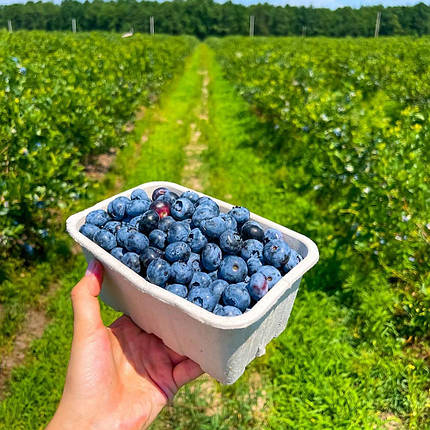 Супер добриво для чорниці/лохини,5 кг (Польща), фото 2