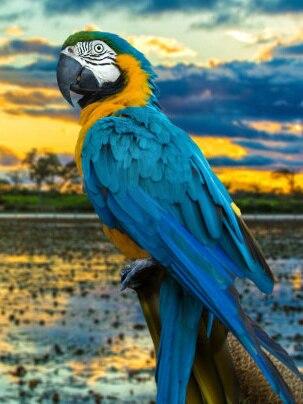 Алмазна вишивка папуг