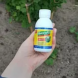 Біогард — ефективний сильний біогербіцид від бур'янів. Оригінал!, фото 9