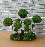 Композиція зі стабілізованих дерев, дерева з моху, фото 4