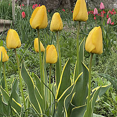 Тюльпан жовтий ряболистий Гарант (Garant), цибулина