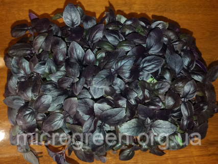 Насіння Базилік фіолетовий Сіра мікрогрін | бебі листя (import)