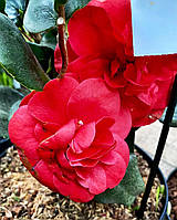 Камелія японська "Curly Lady". Camellia japonica "Curly Lady".