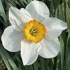 Нарцис корончастий Flower Record, цибулина