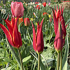 Тюльпан лілієподібний Аладдін (Aladdin) цибулина, фото 2