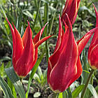 Тюльпан лілієподібний Аладдін (Aladdin) цибулина, фото 4