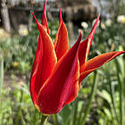 Тюльпан лілієподібний Аладдін (Aladdin) цибулина, фото 5