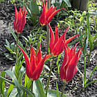 Тюльпан лілієподібний Аладдін (Aladdin) цибулина, фото 7