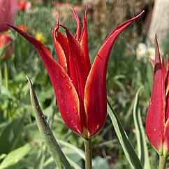 Тюльпан лілієподібний Аладдін (Aladdin) цибулина