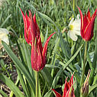 Тюльпан лілієподібний Аладдін (Aladdin) цибулина, фото 3