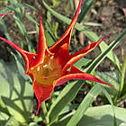 Тюльпан лілієподібний Аладдін (Aladdin) цибулина, фото 8