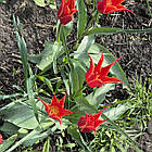 Тюльпан лілієподібний Аладдін (Aladdin) цибулина, фото 9