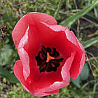 Тюльпан рожевий Pink Impression (Пінк Імпресіон, Рожеве Враження), цибулина з квіткою, фото 3