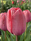 Тюльпан рожевий Pink Impression (Пінк Імпресіон, Рожеве Враження), цибулина з квіткою, фото 5