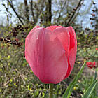 Тюльпан рожевий Pink Impression (Пінк Імпресіон, Рожеве Враження), цибулина з квіткою, фото 2