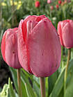 Тюльпан рожевий Pink Impression (Пінк Імпресіон, Рожеве Враження), цибулина з квіткою, фото 6