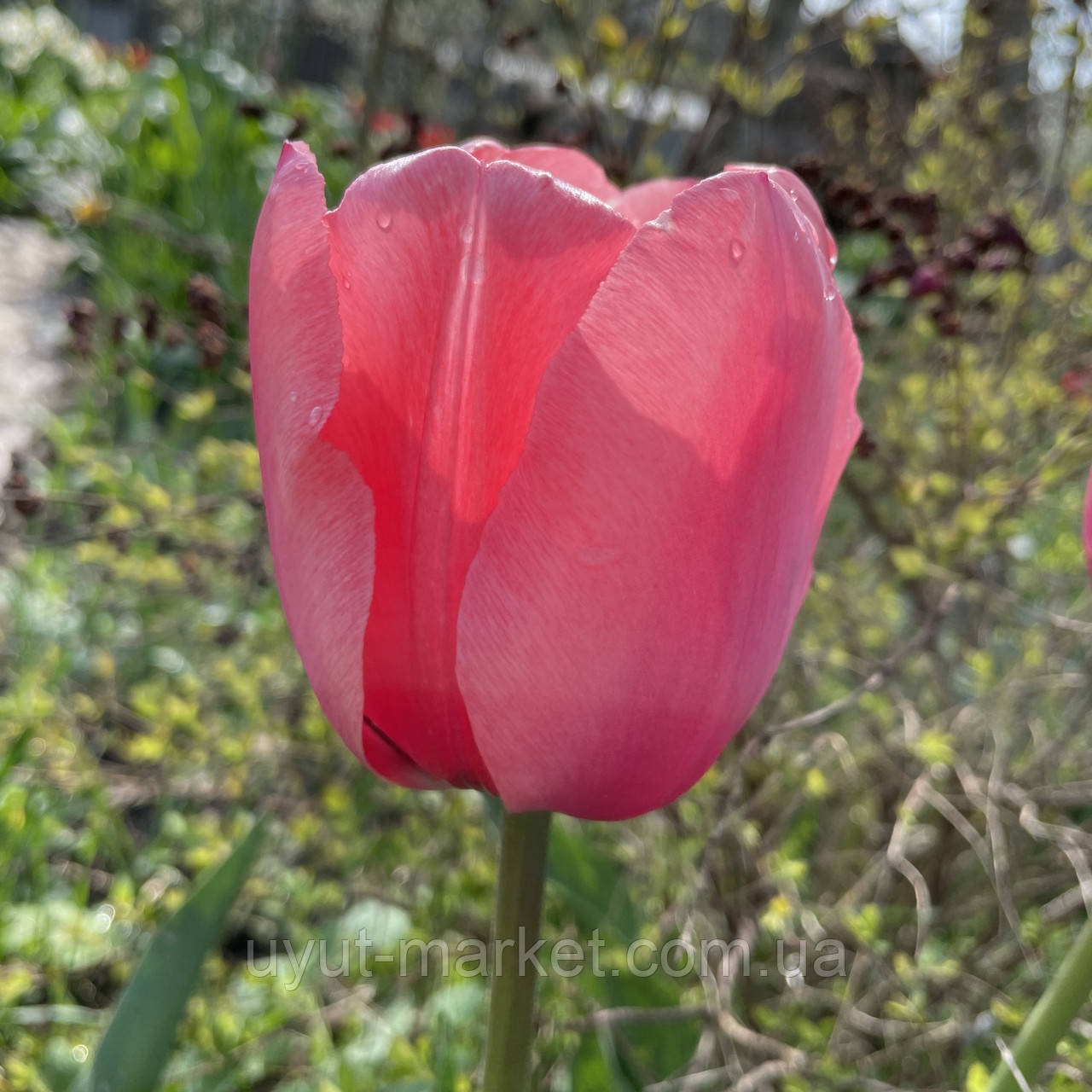 Тюльпан рожевий Pink Impression (Пінк Імпресіон, Рожеве Враження), цибулина з квіткою, фото 1