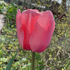 Тюльпан рожевий Pink Impression (Пінк Імпресіон, Рожеве Враження), цибулина з квіткою