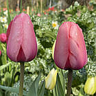 Тюльпан рожевий Pink Impression (Пінк Імпресіон, Рожеве Враження), цибулина з квіткою, фото 8