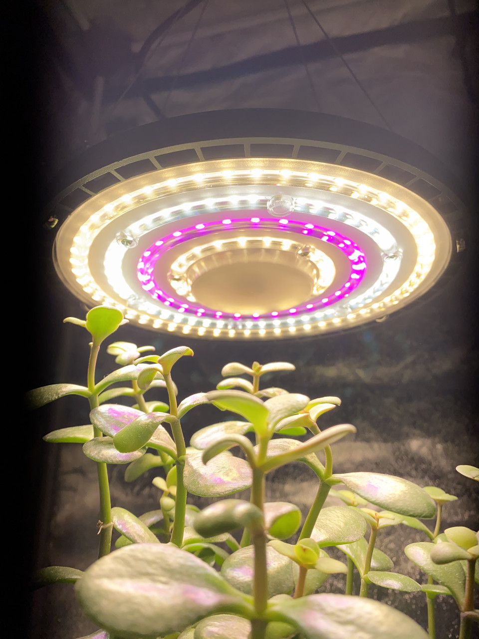 100W 144LED Лампа для рослин "Фітоспот 1" UFO (Фітолампа Світильник Гроубокс Теплиця Повний спектр)