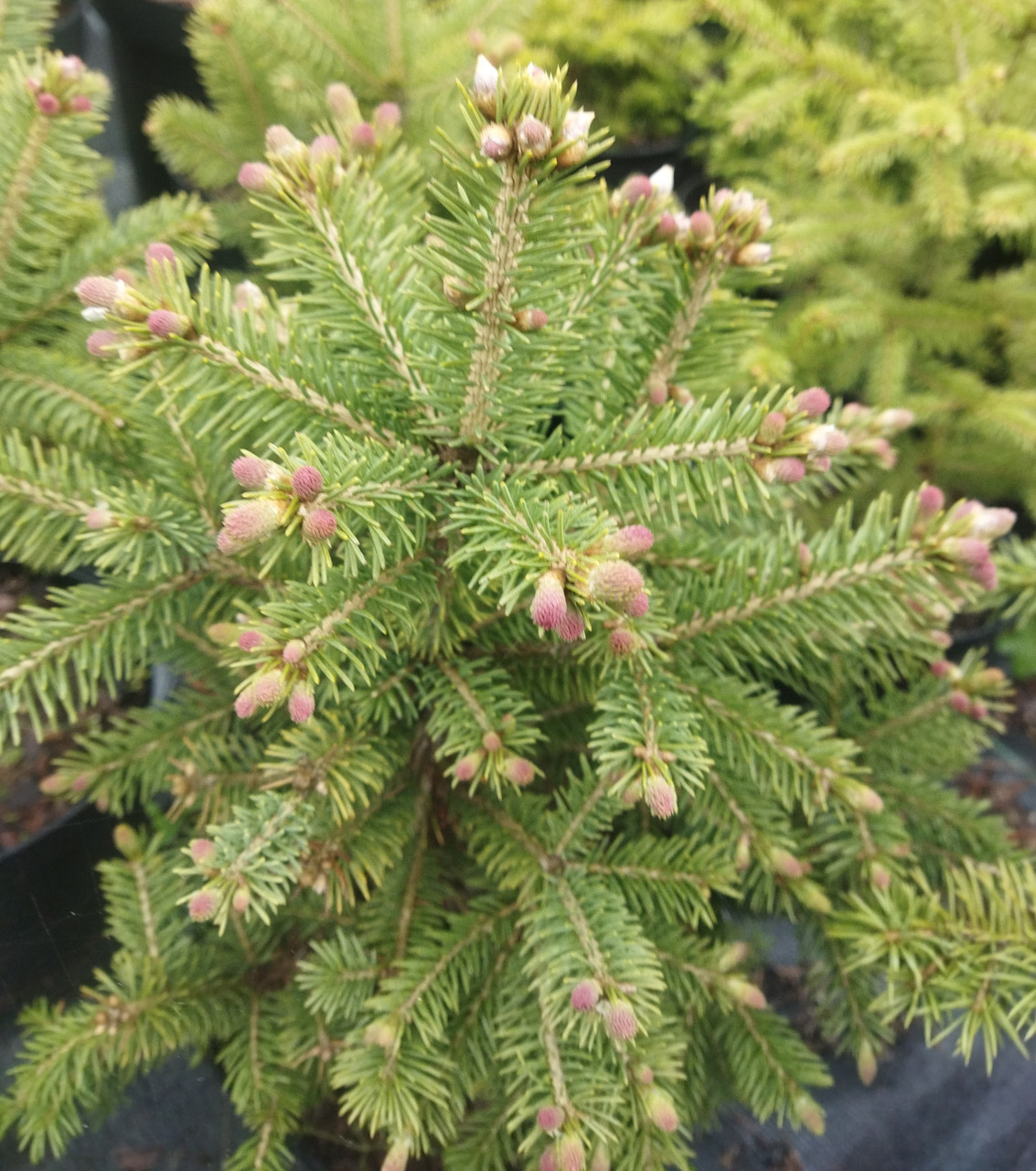 Ялина толстойглая (Picea Crassifolia) 7.5 л - фото 5 - id-p1536168556