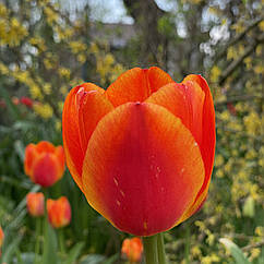 Тюльпан червоний з жовтою облямівкою World's Favourite (Ворлдс Фейворит), цибулина