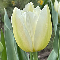 Тюльпан белый с желтовато-зеленой спинкой Ангел Виш (Angels Wish), луковица