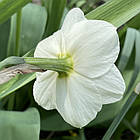 Нарцисс белый разрезнокоронный Papillon Blanc (Папиллон Блан), луковица, фото 3