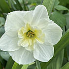 Нарцисс белый разрезнокоронный Papillon Blanc (Папиллон Блан), луковица, фото 2