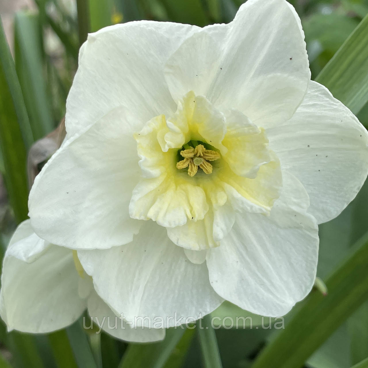 Нарцисс белый разрезнокоронный Papillon Blanc (Папиллон Блан), луковица, фото 1