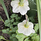 Нарцисс белый разрезнокоронный Papillon Blanc (Папиллон Блан), луковица, фото 7