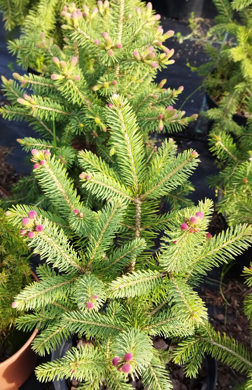 Ялина толстойглая (Picea Crassifolia) 7.5 л - фото 2 - id-p1536168556