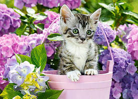 Пазл Castorland, B-222209, Кошеня у кошику, 200 деталей