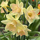 Нарцис Жонкеля Blushing Lady (Блашинг Леді) жонкілеподібний мультиквітковий, цибулина, фото 4