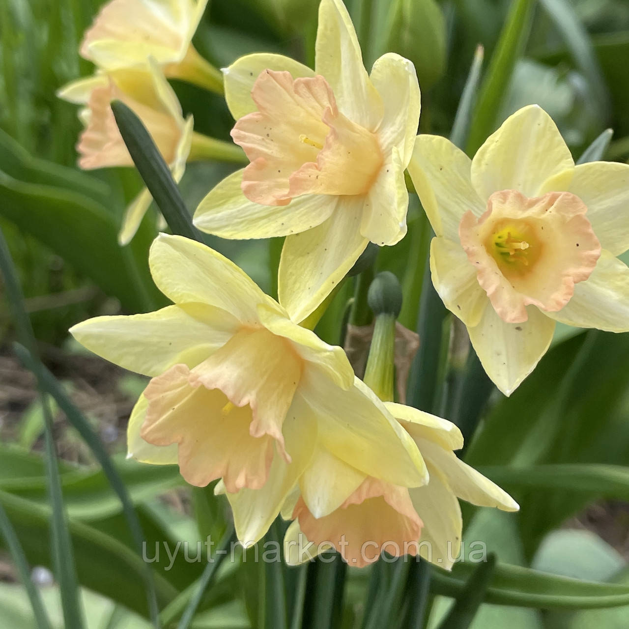 Нарцис Жонкеля Blushing Lady (Блашинг Леді) жонкілеподібний мультиквітковий, цибулина, фото 1