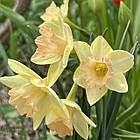 Нарцис Жонкеля Blushing Lady (Блашинг Леді) жонкілеподібний мультиквітковий, цибулина, фото 2