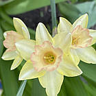 Нарцис Жонкеля Blushing Lady (Блашинг Леді) жонкілеподібний мультиквітковий, цибулина, фото 6