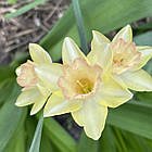 Нарцис Жонкеля Blushing Lady (Блашинг Леді) жонкілеподібний мультиквітковий, цибулина, фото 5