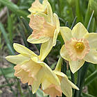 Нарцис Жонкеля Blushing Lady (Блашинг Леді) жонкілеподібний мультиквітковий, цибулина, фото 3