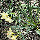 Нарцис Жонкеля Blushing Lady (Блашинг Леді) жонкілеподібний мультиквітковий, цибулина, фото 7