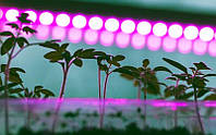 Фіолетова лампа для рослин Як встановити в теплиці