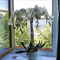 Орхидея-ночник.