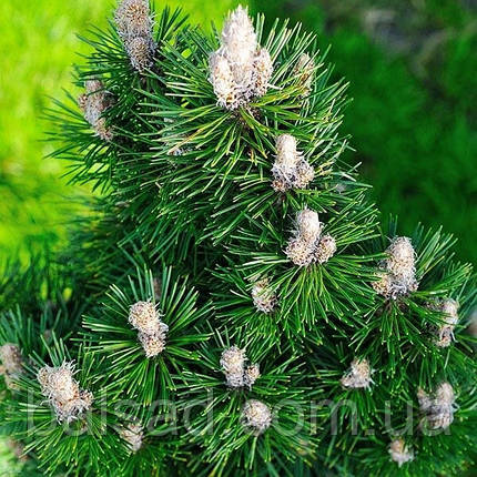 Сосна чорна Річард / С45 / h 80-100 / Pinus nigra Richard, фото 1